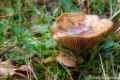 Koperrode spijkerzwam-0171